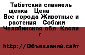 Тибетский спаниель щенки › Цена ­ 60 000 - Все города Животные и растения » Собаки   . Челябинская обл.,Касли г.